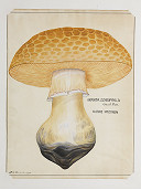 122 Critic Mushrooms