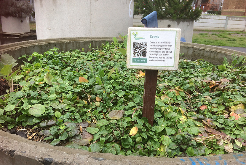 123-SSG-cress-in-back-garden-Boyd.JPG