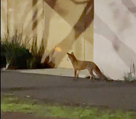 Are you fur real? Fox sighted in Southbank