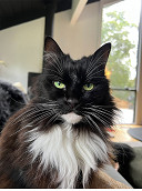 Roaming cats could be kept at home 24 hours under new council policy