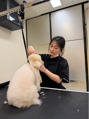 New City Rd pet salon answers growing demand in Southbank