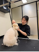 New City Rd pet salon answers growing demand in Southbank