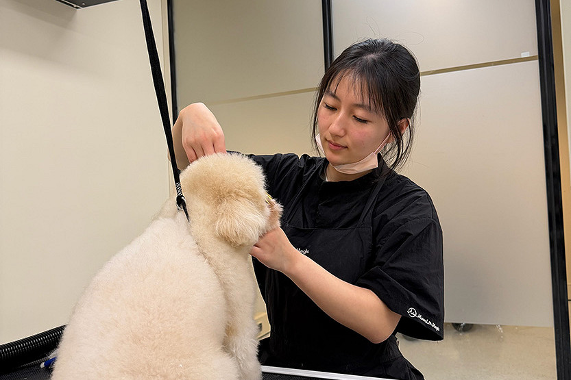 New City Rd pet salon answers growing demand in Southbank