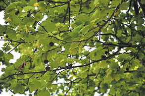 Trees injected