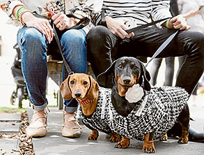 Dachshund dress up for Oktoberfest