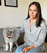 Cat survives 18-storey fall