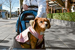 Pram-powered princess Sophia