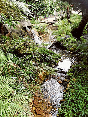 Is Southbank about to lose its secret rainforest?