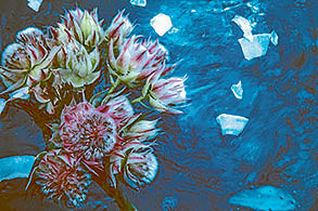 Falling into flowers