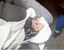 Researching Australia’s smallest bat